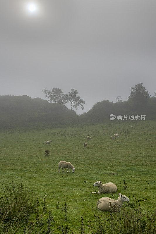 在苏格兰阿吉尔郡奥班附近的Kerrera岛，一个雾蒙蒙的早晨，羊群在山坡上吃草。