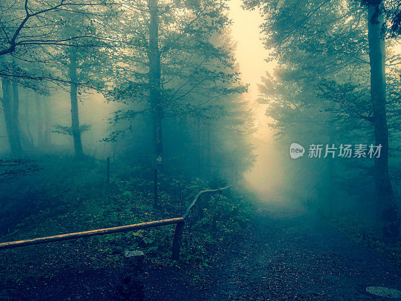 穿越德国黑森林的道路，雾气弥漫。