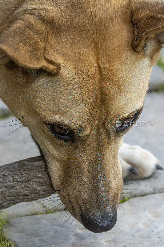 野狗(犬类狼疮野狗)