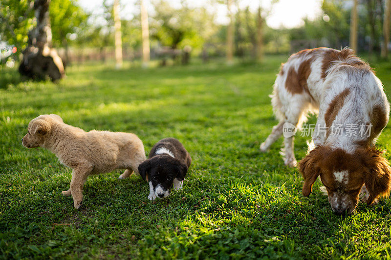 两只小狗和一只成年狗站在后院的草地上