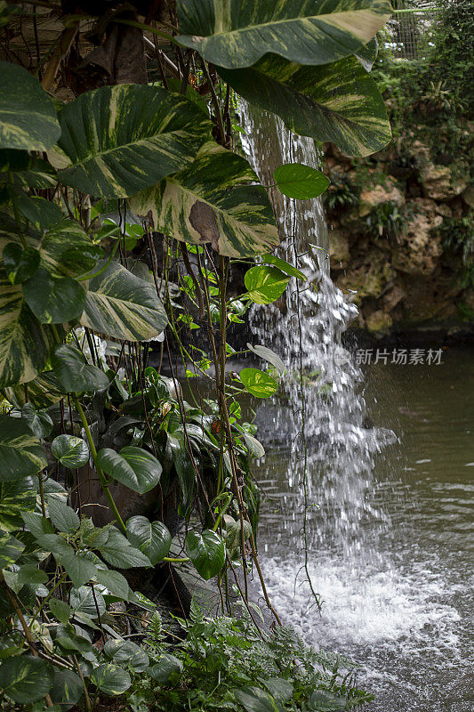 绿色植物之间的小瀑布流入清澈的绿色池塘