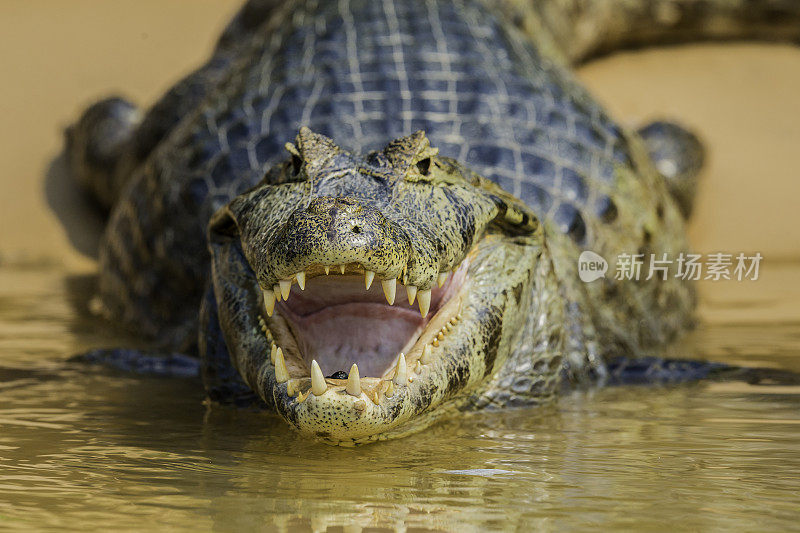 Yacare凯门鳄(凯门鳄Yacare，是一种凯门鳄发现在潘塔纳尔，巴西。特写的脸和嘴显示牙齿。