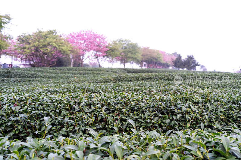 春日清晨的茶园