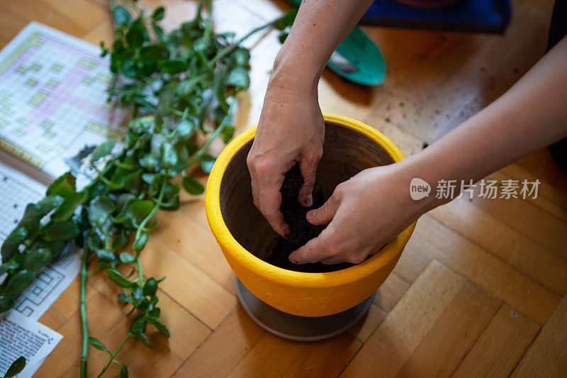 一个不认识的女人在盆栽室内植物