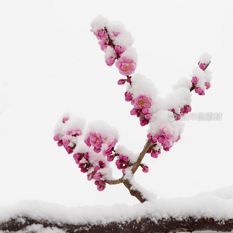 梅花在春天的雪地里盛开