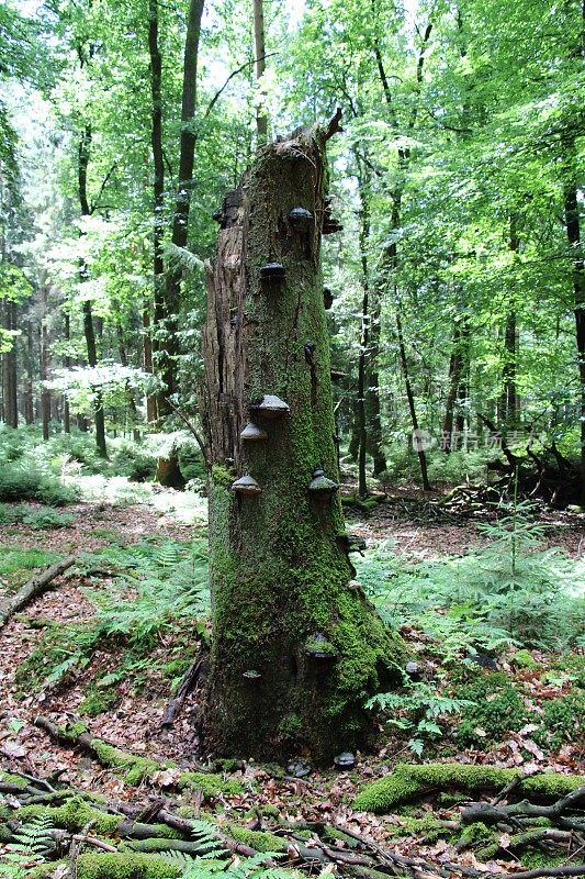 多孔菌，天然森林中的支架真菌