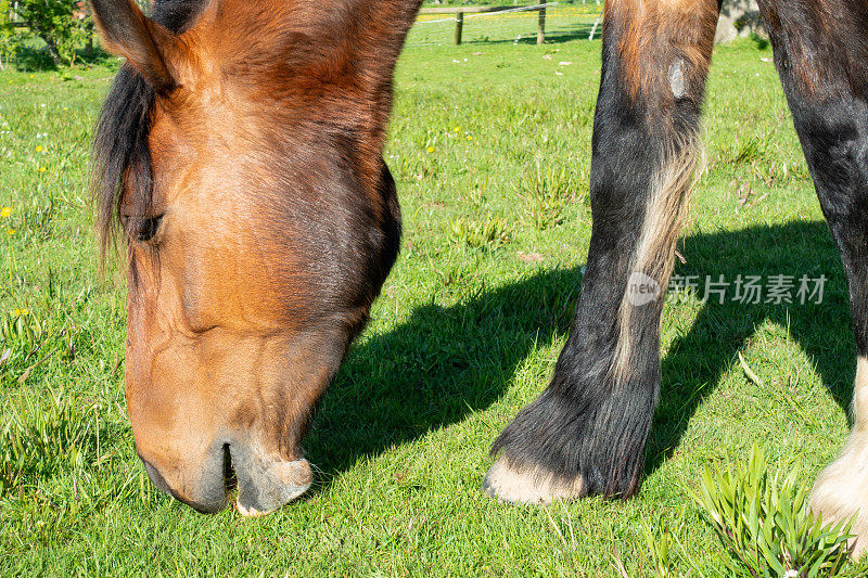 在一个春天的田野里，马吃草的特写镜头享受着冬天后新鲜生长的草。