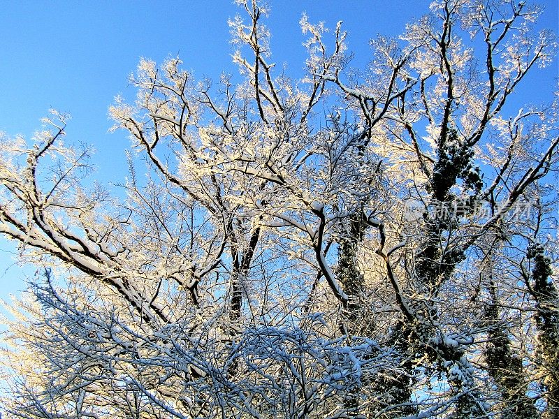 日本。1月。雨夜后的阳光明媚的早晨。