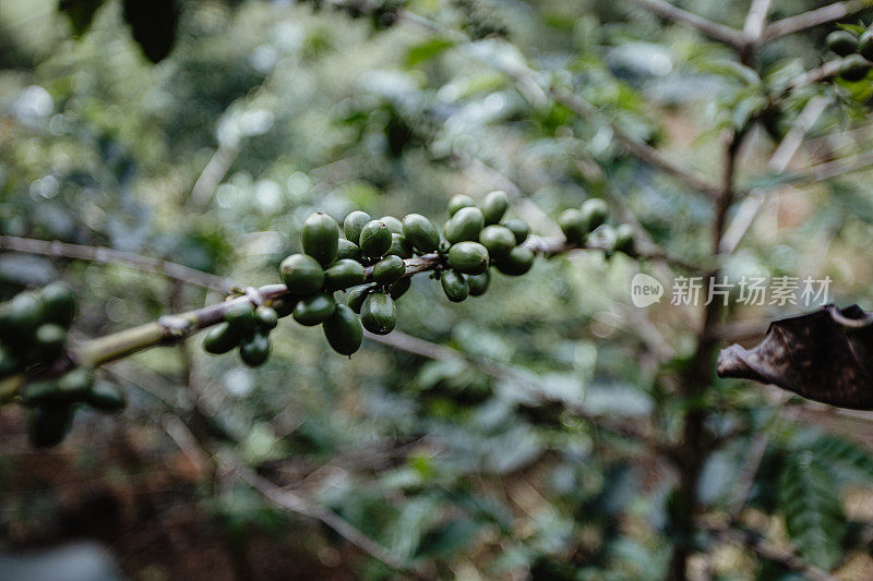 阿拉比卡咖啡豆种植在山上的咖啡种植区。