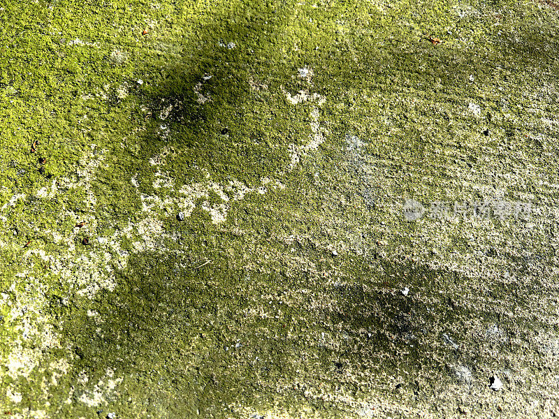 用苔藓覆盖的混凝土作为纹理或背景。