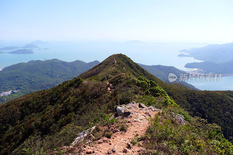 中狗牙，蛟雅岭，香港