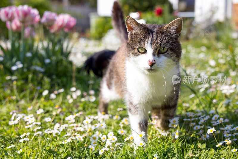 花园里的猫