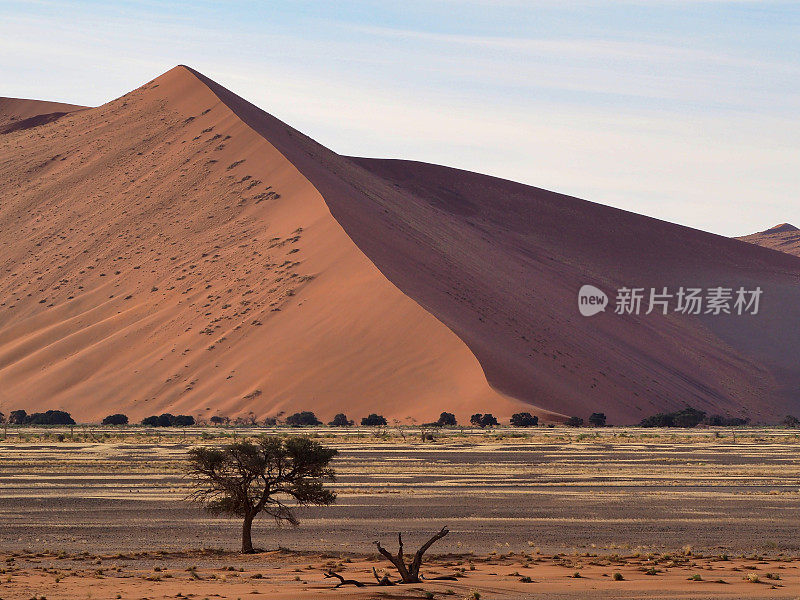 在纳米比亚有金合欢树的沙丘