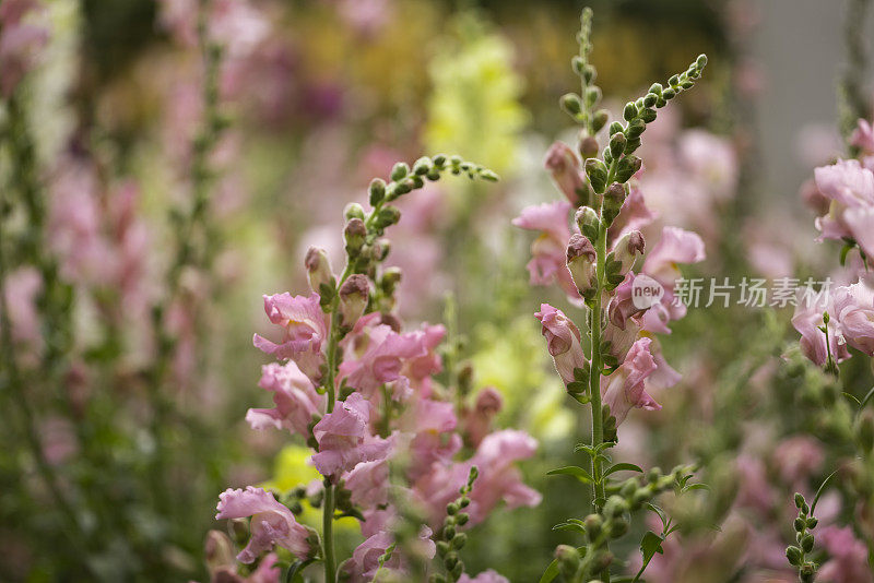 小别墅花园里的粉红色金鱼草