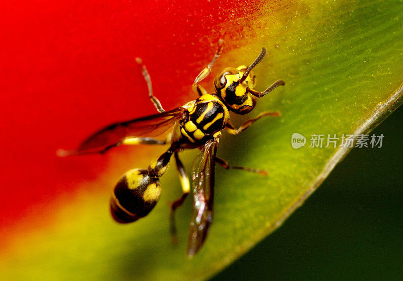 寄生蜂对天堂鸟、昆虫、花卉的影响――动物行为。