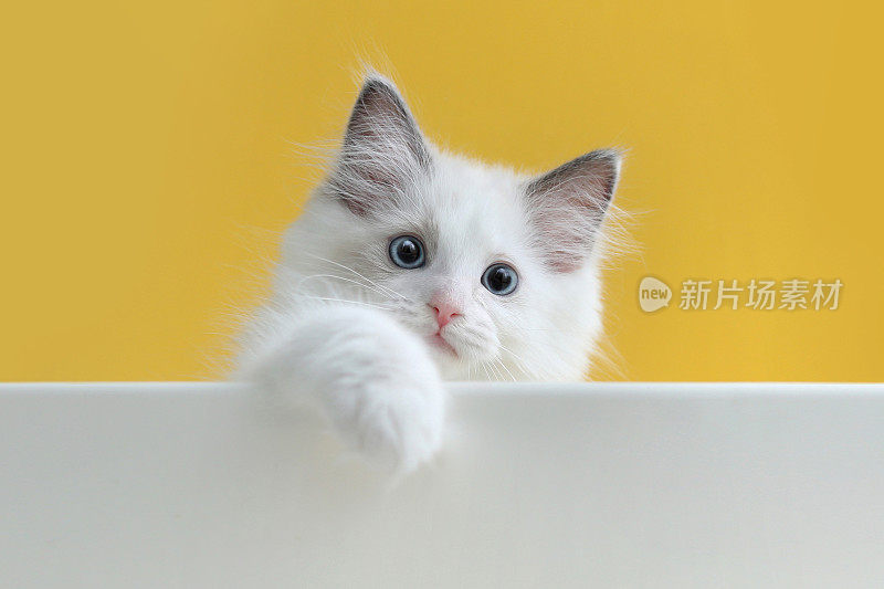 淘气可爱又漂亮的白色小猫咪布娃娃和黄色的背景