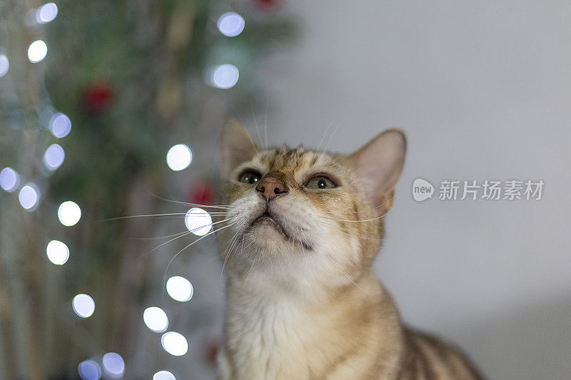 戴着圣诞装饰品的猫