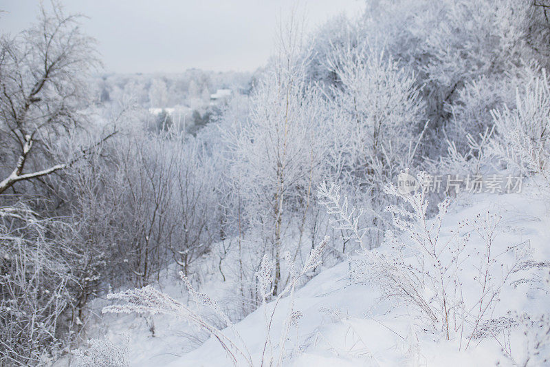 冬季森林。树枝上的雪。自然背景。寒冷的天气。气候。草上结霜。阳光灿烂的日子