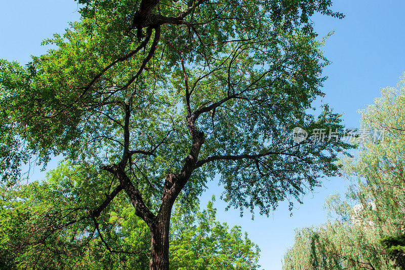 夏天的树和天空