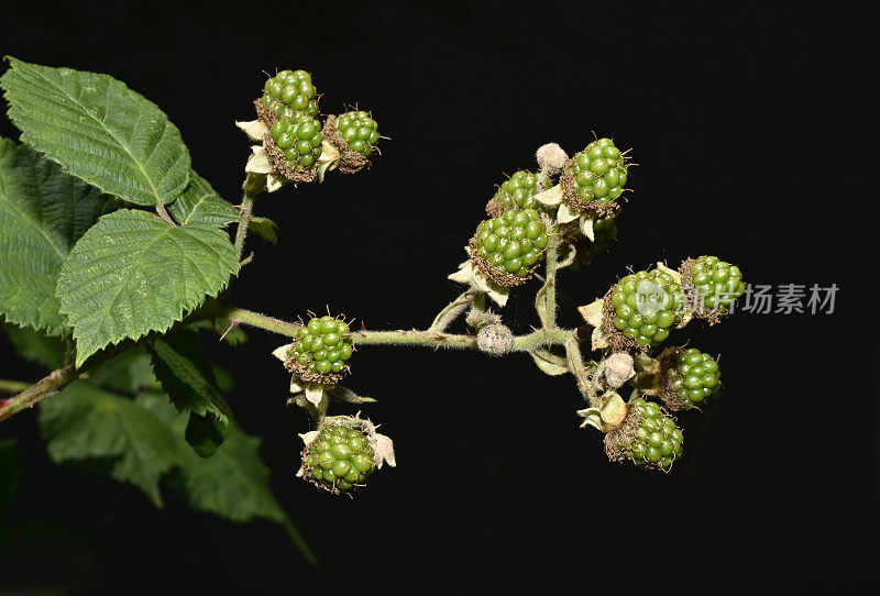 黑莓水果生。悬钩子属植物fruiticosus。