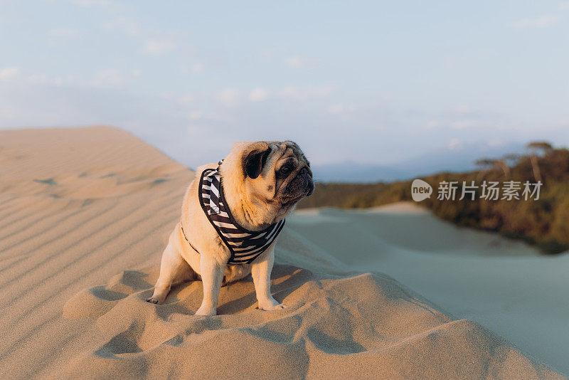 在土耳其的沙丘上欣赏风景优美的日落的美丽的狗