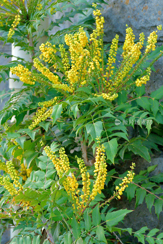 黄花植物野外特写