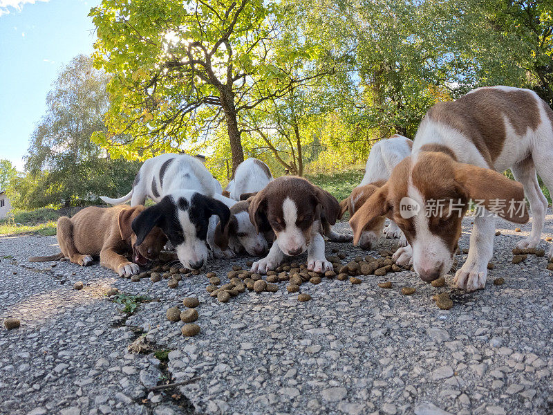 一群被遗弃的小狗在城市公园吃麦片
