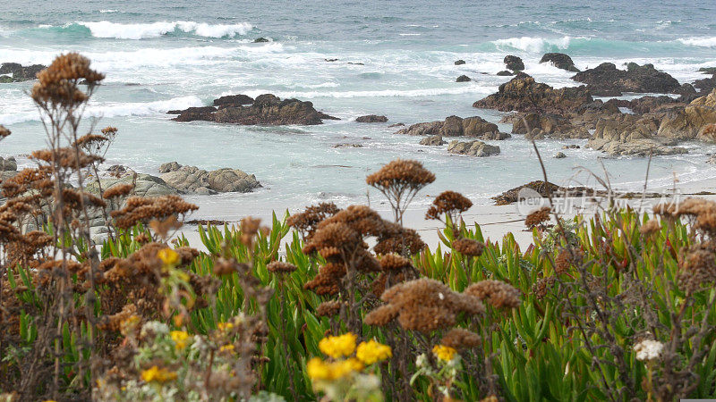 加利福尼亚州蒙特利，17英里车程。海岸岩石嶙峋，波涛汹涌。草的花