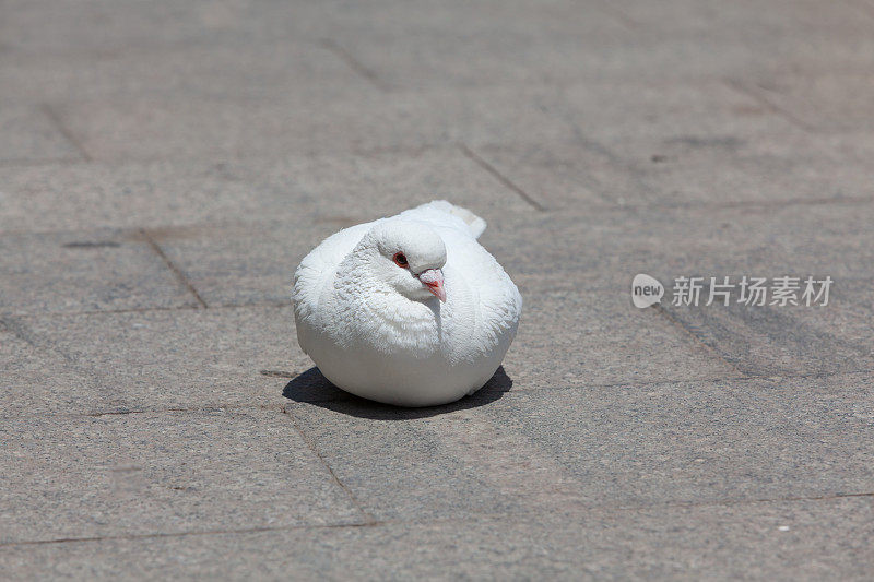 城市街道上的鸽子