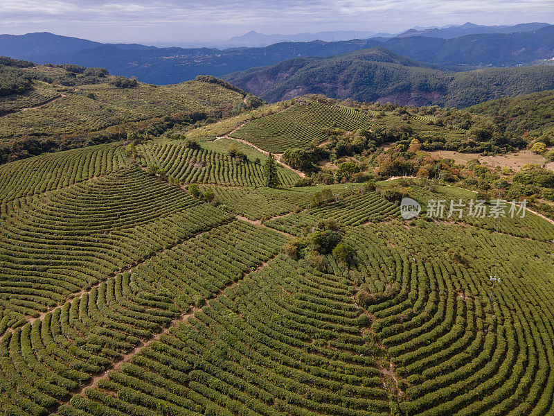 茶山春季自上而下纹理图