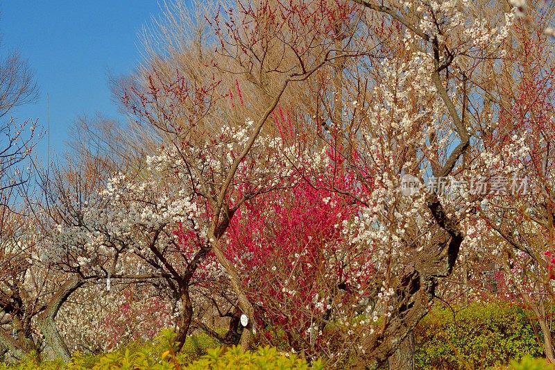 东京，日本公园里盛开的梅花