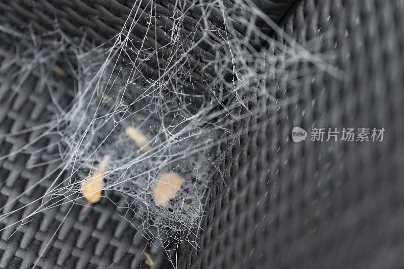 结霜的蜘蛛网