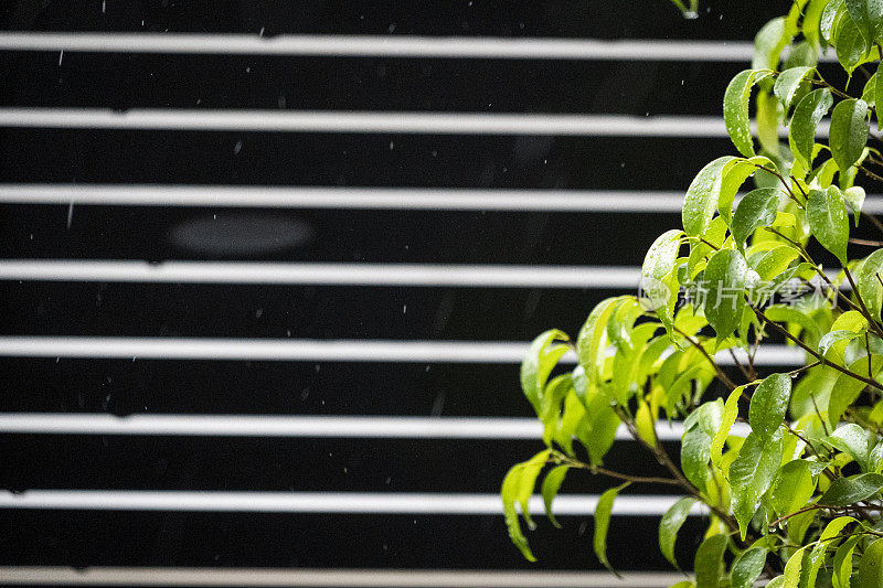 雨滴落在树叶上