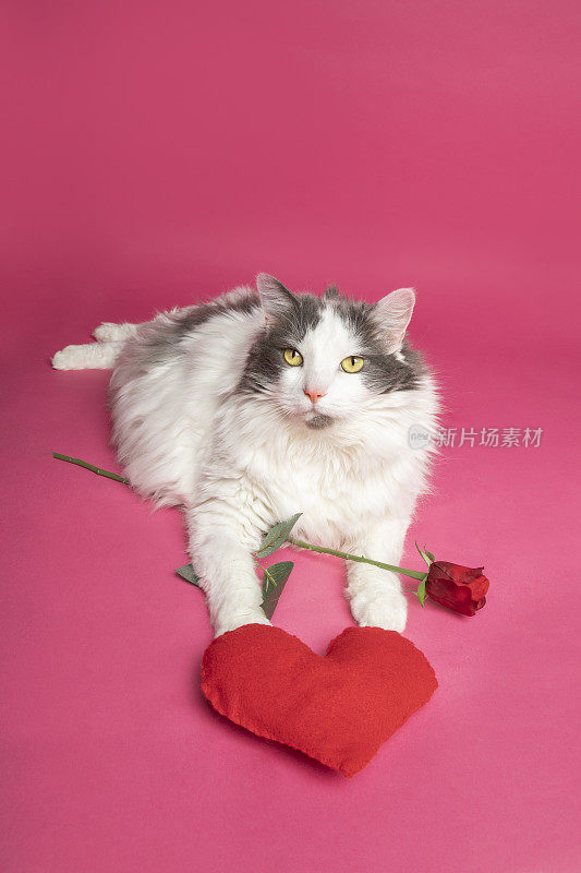 粉色玫瑰和爱心的情人节猫