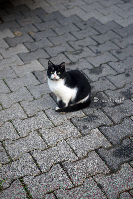 伊斯坦布尔的流浪猫