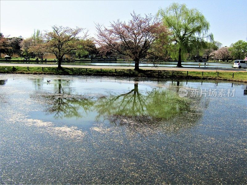 日本。4月。春天的天空和树木映照在樱花瓣覆盖的池塘表面。