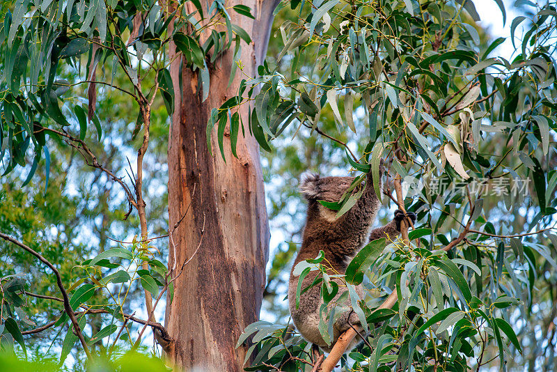 考拉站在桉树的树枝上，悉尼，澳大利亚。