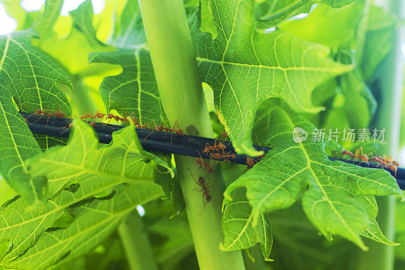 大泰国红棕色蚂蚁在树叶间的缆绳上