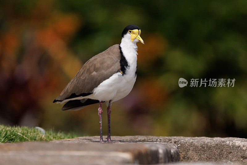 蒙面田凫属