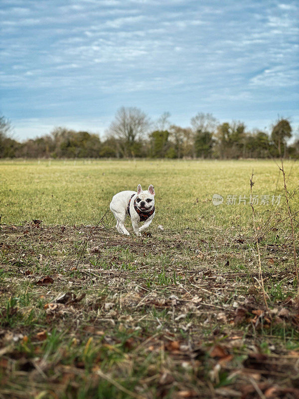 法国斗牛犬在绿地散步