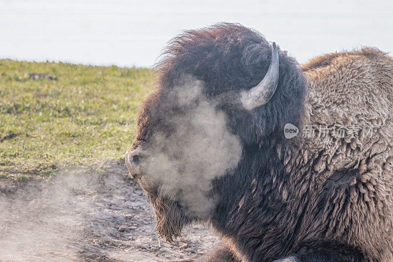 北美美国西部黄石生态系统中躺在最好的滚坑里的野牛，鼻子冒着蒸汽，很危险