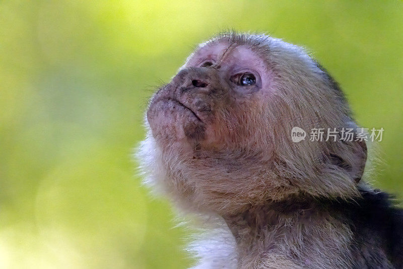 白面卷尾猴在树上