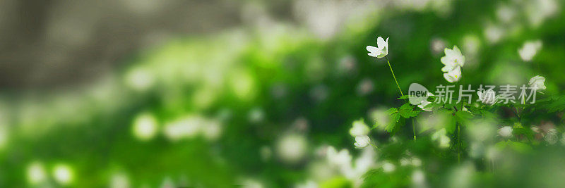 白色的春花。生物多样性。微距摄影。植物学