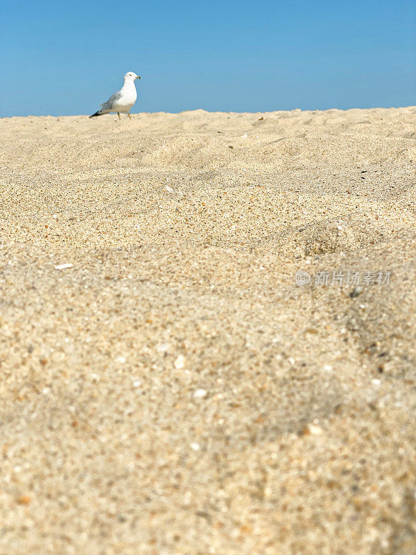 海滩上的海鸥