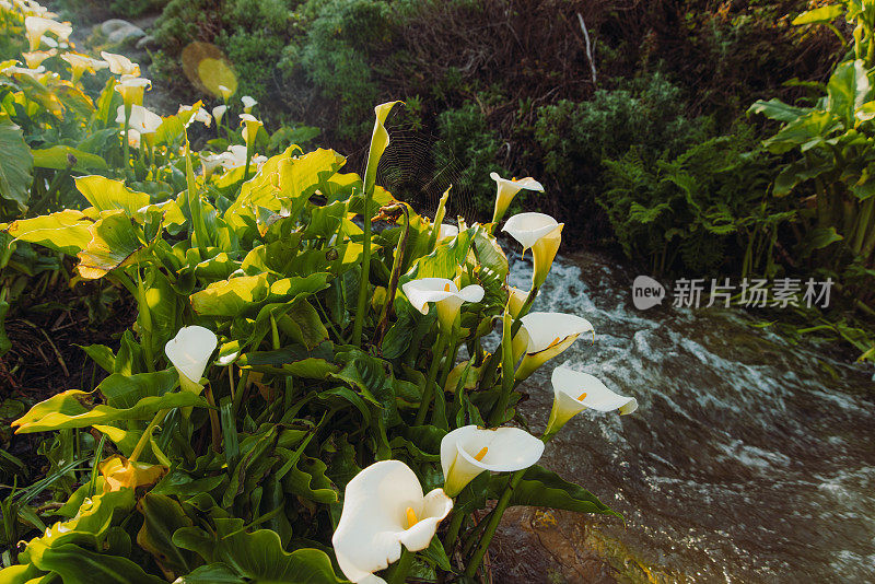 大苏尔海岸马蹄莲花谷的风景