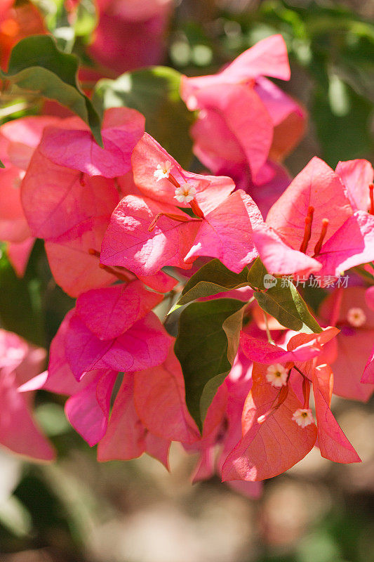 2023年春天，佛罗里达州西棕榈滩的一棵三角梅树上，亮粉色和橙色的三角梅花植物和绿叶