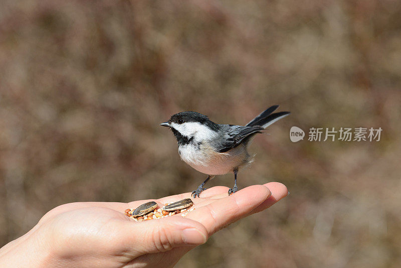 4月，加拿大安大略省的黑顶山雀从人手中进食