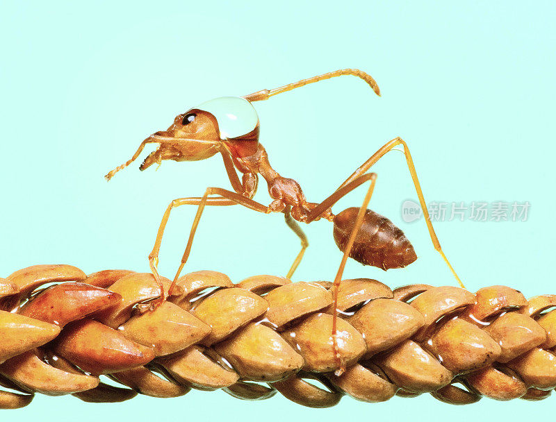 蚂蚁和水滴在头上和身上爬叶子-动物行为。