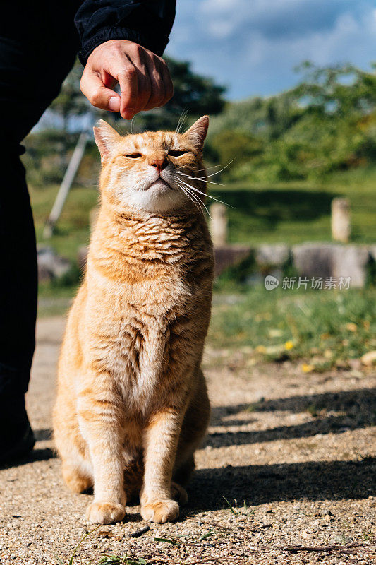 橙色虎斑猫滑稽的脸