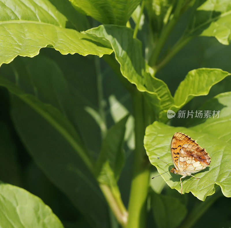 大理石纹贝母蝴蝶